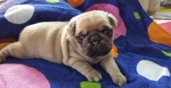 well mannered Pug puppies for sale