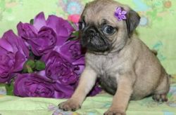 Stunning Top quality Pug puppies for sale