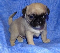 admirable Top class Pug puppies for sale