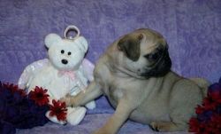 Cute male and female pugs are now ready