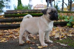 Pug puppies for sale now