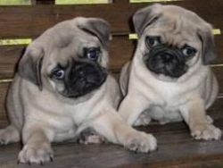 Top Quality pug puppies available