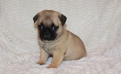 Pug Litters Now Ready