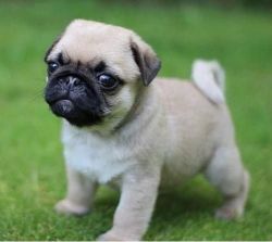 Young Pug Puppies