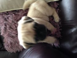 nice looking pug puppies for sale