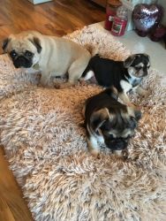 Lovely black and tan pug Puppies for Sale