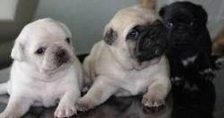 Black And White Pug Puppies