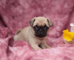 Pug Puppy for Sale