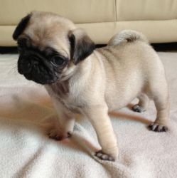 Cute and Lovely Pug Puppies.