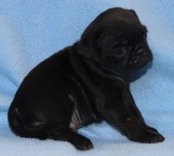 male and female pug puppies ready for sale