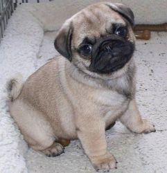 cute fawn pug pups for sale