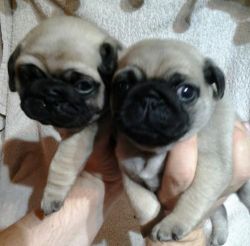 Home Raised Male And Female Pug Puppies