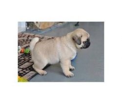 Two Beautiful Pug puppies for sale