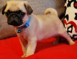 Fawn and Blag Pug Puppies Available