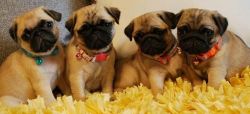 Cookie akc pugs puppies for sale