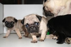 Pure Pug Puppies Ready Now Only 3 Left