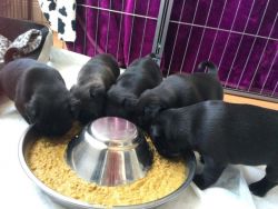 black pugs available