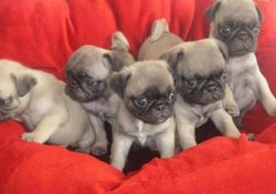 Excellent Fawn Pug Puppies Now available