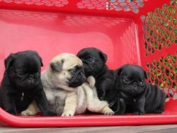 Black Pug Puppies for good homes