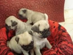 Fawn Pug Puppies now Available