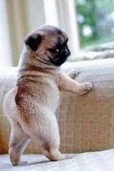 Lovely Purebred pug puppies