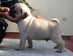 Healthy male and female pug puppies