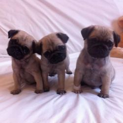 Pug Puppies 3 Salepups For Sale For Sale