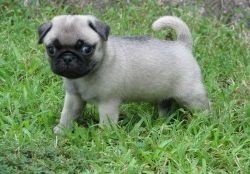 Adorable Pug Pups For Sale