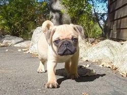 AKC Pug puppies ready now