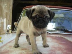 hsghshd well trained Pug Puppies ready to go