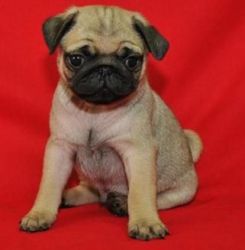 Pug Puppies Fawns / Black And Brindles Available