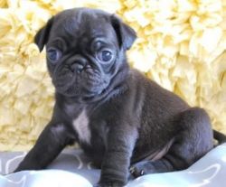 cute pug puppies for sale