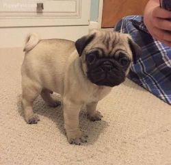Female pug puppy for adoption