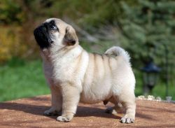 4 Beautiful Pug Puppies for sale