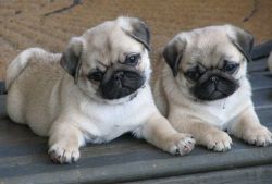 Pug puppies for your Home