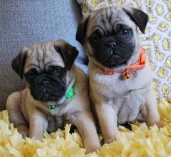 Male And Female Pug Puppies For Sale