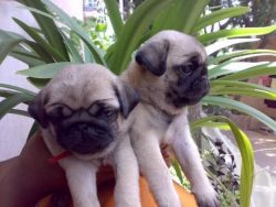 Adorable outstanding Pug puppies