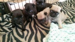 Pug puppies for re-homing