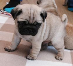 Lovely Pug Puppies