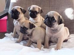 Precious male and Female Pug puppies for adoption