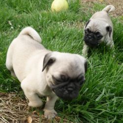 Registered pug puppies ready for re-homing