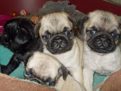 Adorable Cute Pug Puppies Ready