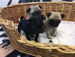 Charming Pug Puppies ready to go