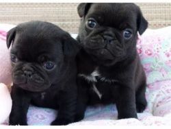 Affectionate Pug Puppies