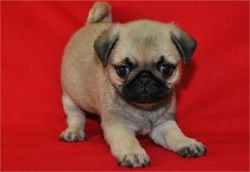 Fawn pug puppies for sale