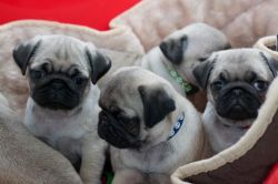 Stunning Akc Fawn Pug Pups Ready Now !!!!!