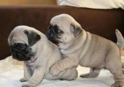 Awasume Dinadage male and female Pug puppies ready