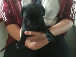 12 Weeks Male /female Pug Puppies Needs A New Home