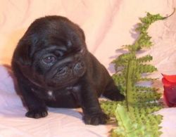 Pug Puppies Ready Today