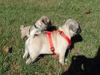 Lovely Pug puppies for sale